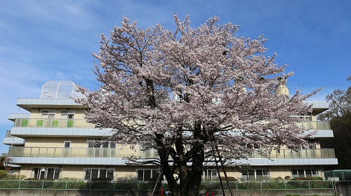 2016桜2.jpg