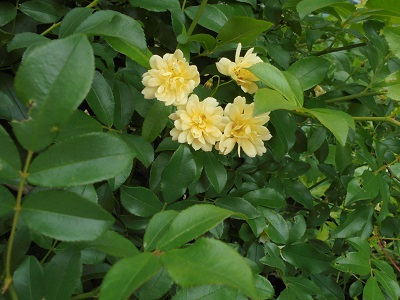 DSC00684.JPG