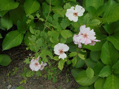 DSC00770.JPG