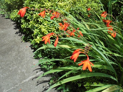DSC00866.JPG