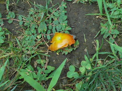 DSC00912.JPG
