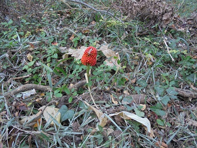 DSC01165.JPG