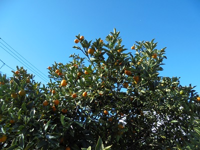 DSC01271.JPG