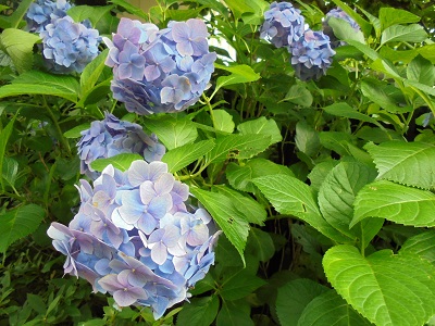 DSC01716.JPG