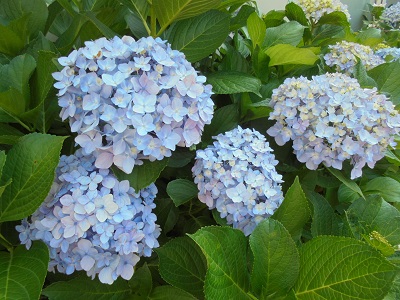 DSC02947a.JPG